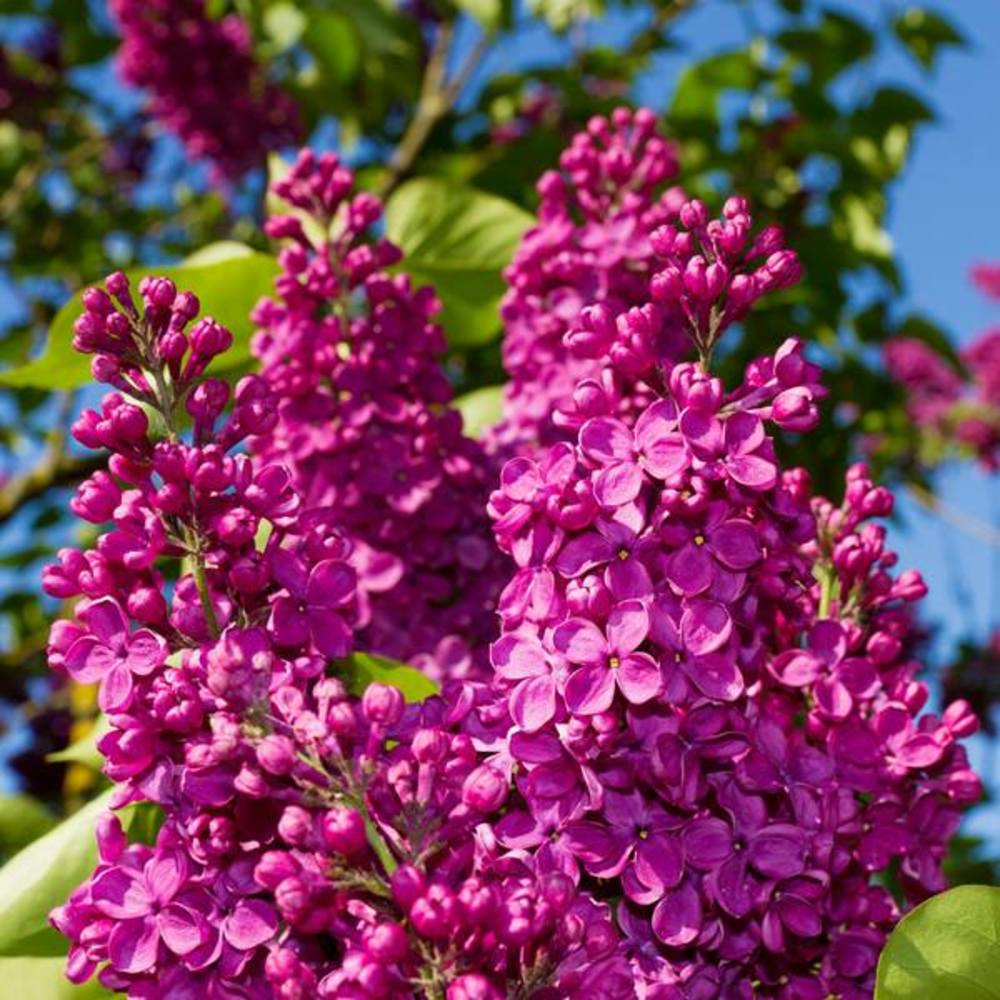 Meet your Posher, Jess